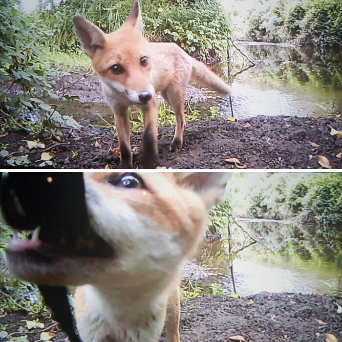 This Sly Lad Tried To Rob My Trail Camera