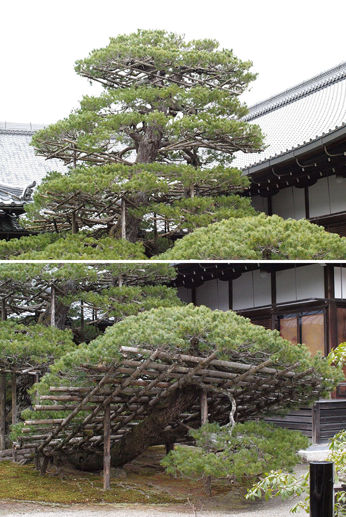 I Saw This In Kyoto, Japan. I'm Assuming It Is To Prop Up The Plant And Make It Grow In A Specific Way, And Once It's Strong Enough, They Will Remove The Lattice