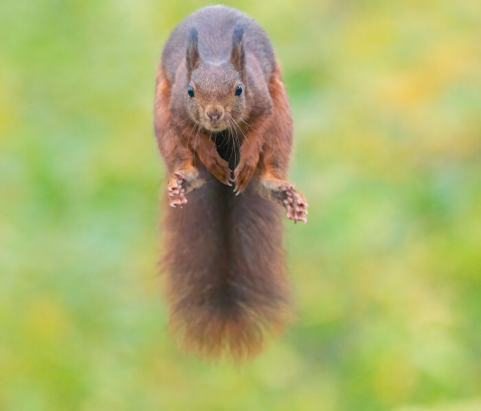 I Photograph Red Squirrels With Special Gymnastic Abilities And These Are My Best Shots