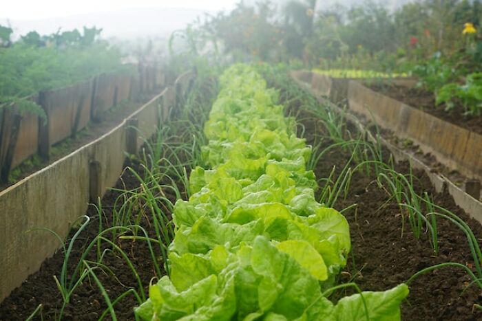 Rows of fresh green lettuce and onions growing in neat garden beds on a foggy morning, illustrating peasant food.