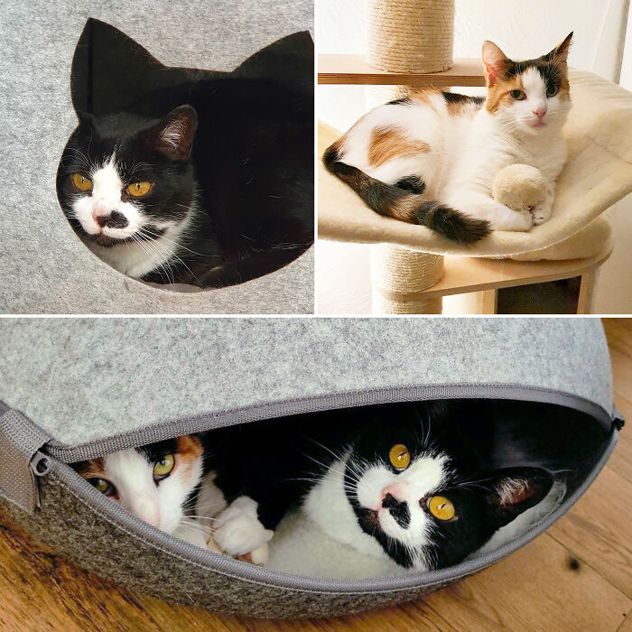 My Two Rescues Kiki (Was Severely Abused By Former Owner And Rescued By German Vetenary Office) And Wednesday (Former Stray)