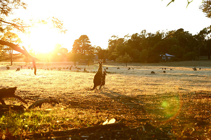 Kangaroos standing in sunlit fileds