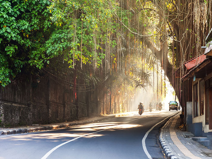 Street with a motorcyclist, vehicles and trees overhanging the road