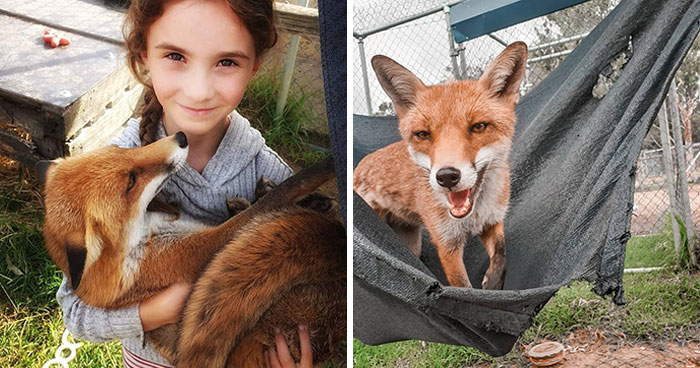 A Family-Run Farm Adopted A Rescue Fox That Has Formed An Inseparable Bond With An 11-Year-Old Girl