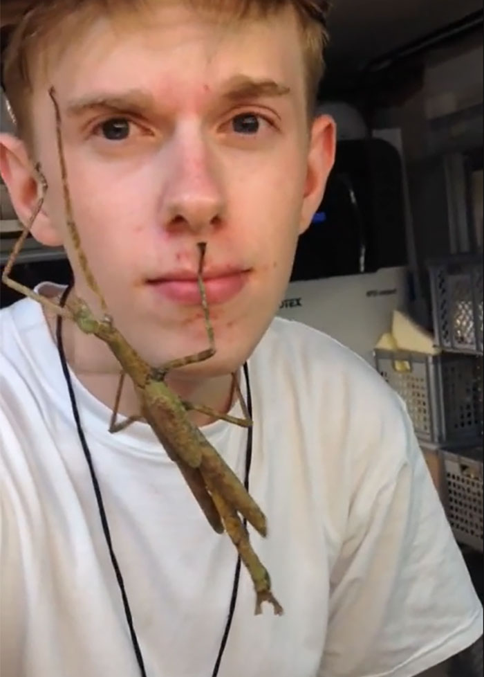 The Size Of This Stickbug