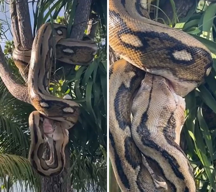 Wtf Is It Eating And Wtf Is It Out Of Its Cage?!?