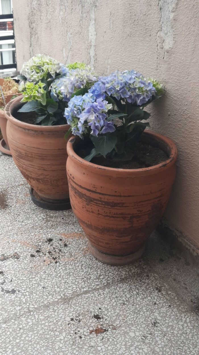 Hydrangeas