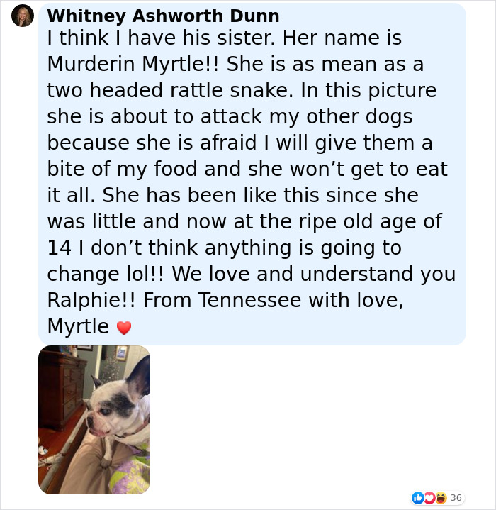 Animal Shelter Can't Say Much Good About This French Bulldog So They Make Up A Great Post Exposing His Shortcomings In Detail