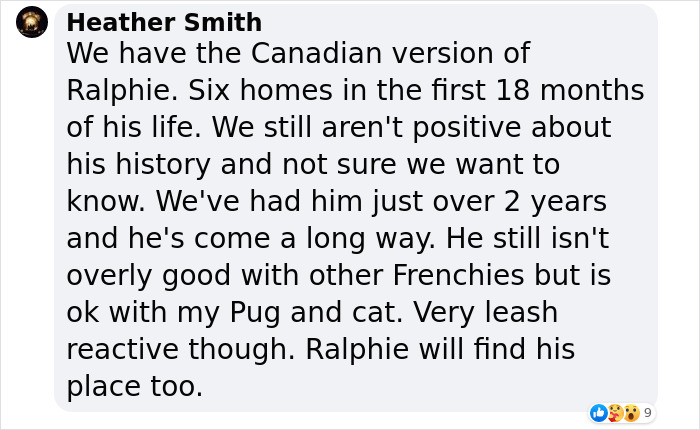 Animal Shelter Can't Say Much Good About This French Bulldog So They Make Up A Great Post Exposing His Shortcomings In Detail