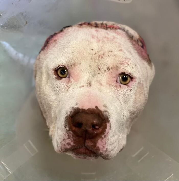 This Dog&rsquo;s New Crocheted Ears Gained Him Attention Online That Sped Up His Adoption