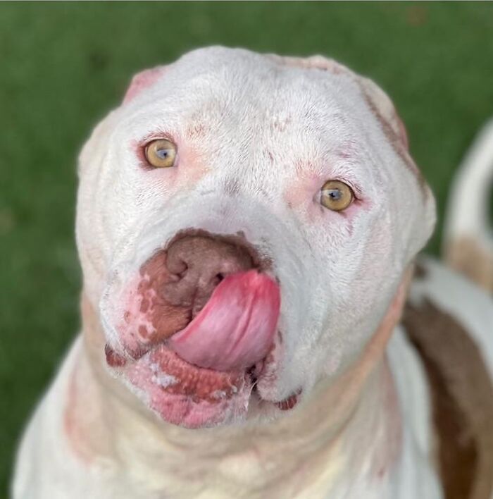 This Dog&rsquo;s New Crocheted Ears Gained Him Attention Online That Sped Up His Adoption
