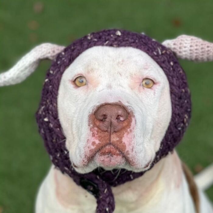 This Dog&rsquo;s New Crocheted Ears Gained Him Attention Online That Sped Up His Adoption