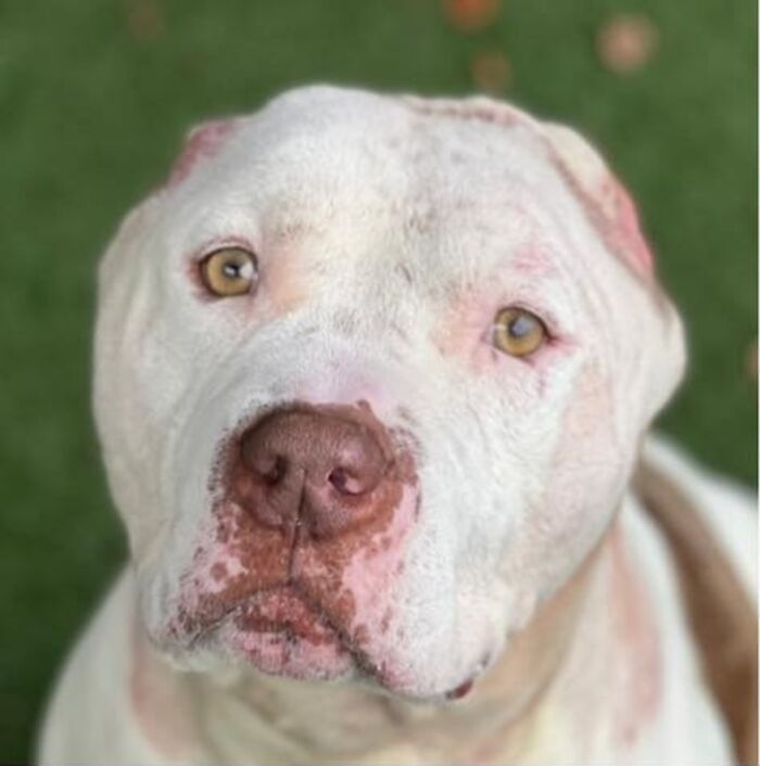 This Dog&rsquo;s New Crocheted Ears Gained Him Attention Online That Sped Up His Adoption