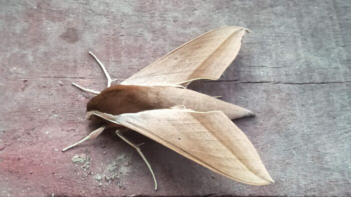 Idk What Kind Of Insect This Is, But My Mom And I Found It Sitting Absolutely Motionless Near The Spot Where We Leave Grains For Sparrows( We Live In India). It Wasn't Flying, Even Though We Nudged It. Mum Later Saw It Being Eaten By A Crow