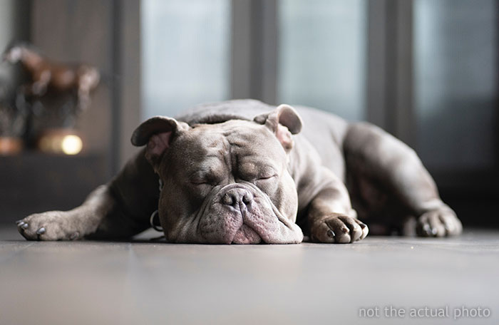 Woman Chooses Her 12 Y.O. Dog Over Her Mom’s 5 Y.O. Stepson, Gets Called A Jerk