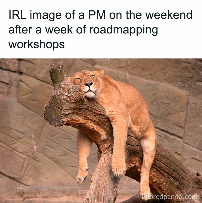 Lioness resting on a tree branch, humorously depicting product manager problems and the stress that tests their nerves at work.