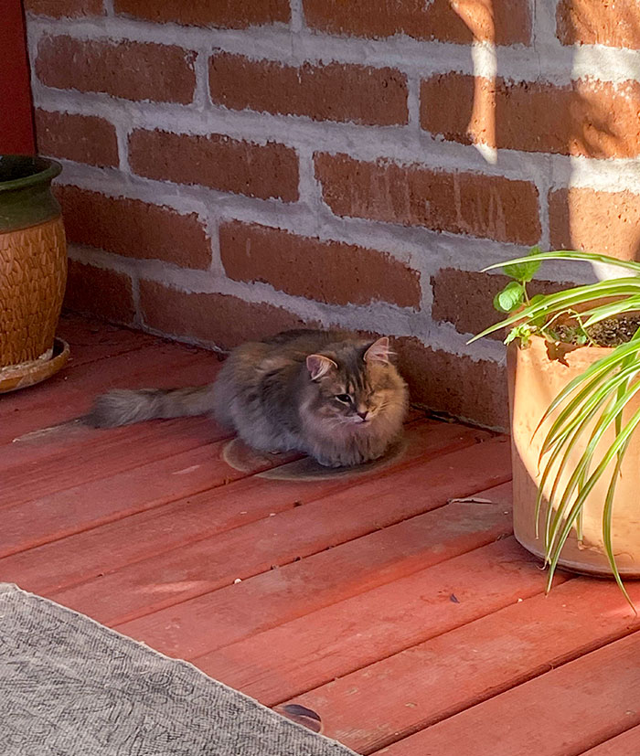 My Cat Is Sitting On A Water Stain And Looks Like An NPC With A Quest