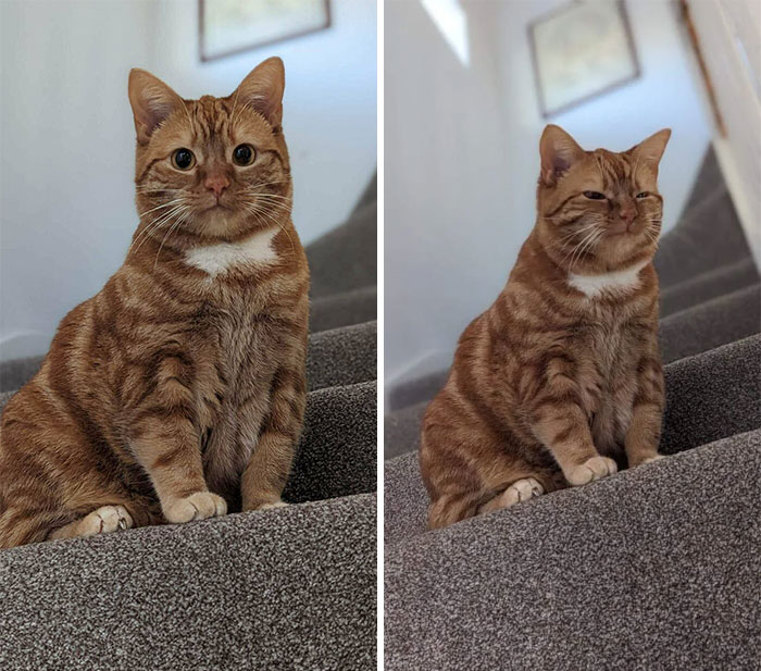 Our Newly Adopted Blind Cat