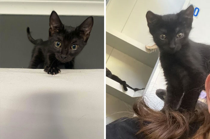 Adopted A Little Void Baby The First Thing She Did At The Pound Was Jump On My Shoulder