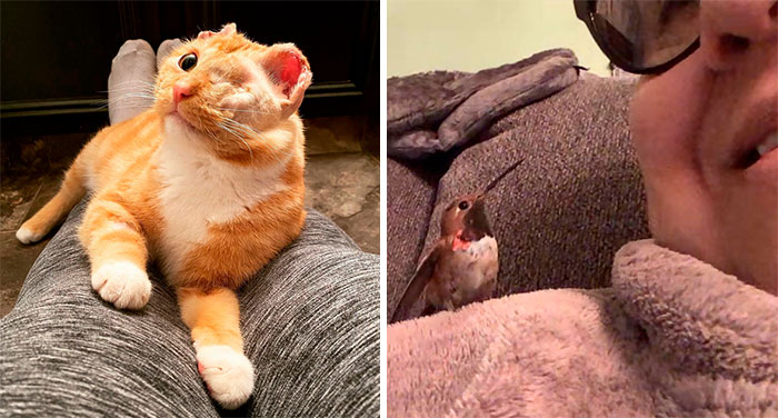 40 Fotos reconfortantes de mascotas adoptadas el pasado mes de enero