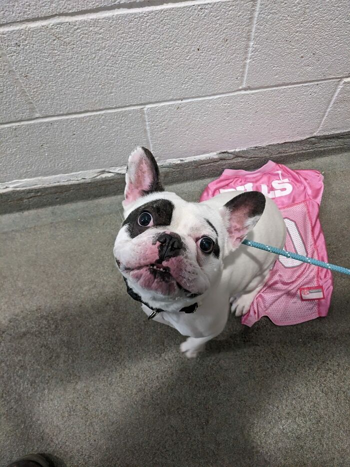 Animal Shelter Can't Say Much Good About This French Bulldog So They Make Up A Great Post Exposing His Shortcomings In Detail