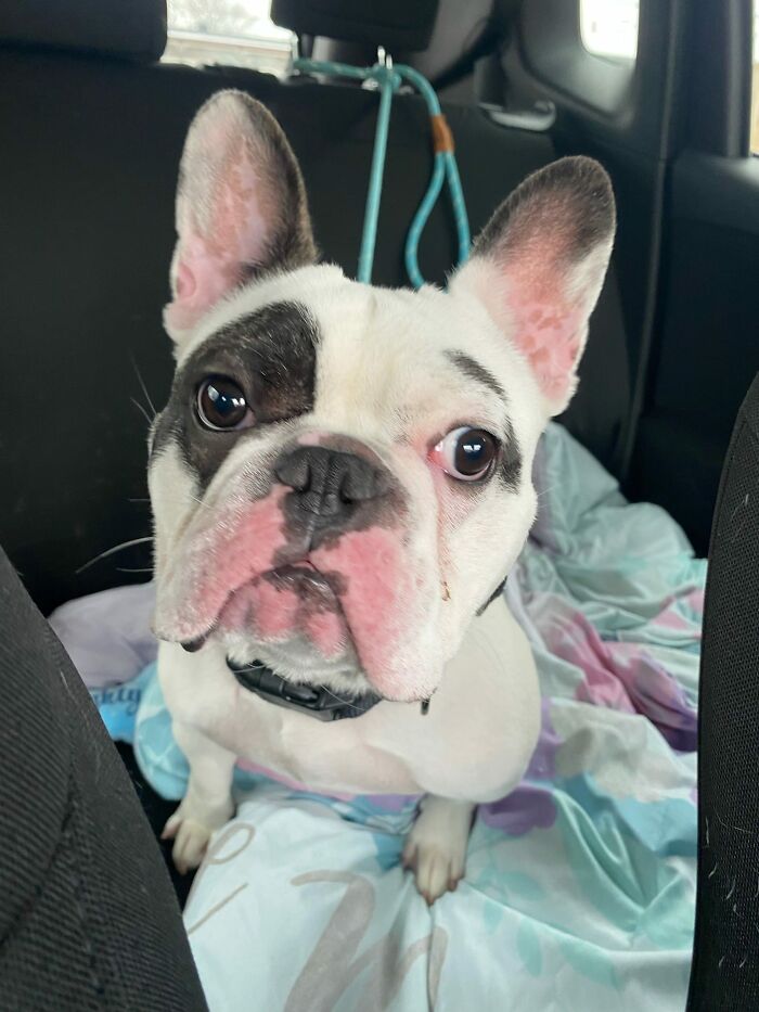 Animal Shelter Can't Say Much Good About This French Bulldog So They Make Up A Great Post Exposing His Shortcomings In Detail
