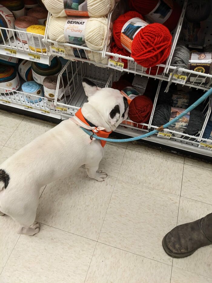 Animal Shelter Can't Say Much Good About This French Bulldog So They Make Up A Great Post Exposing His Shortcomings In Detail