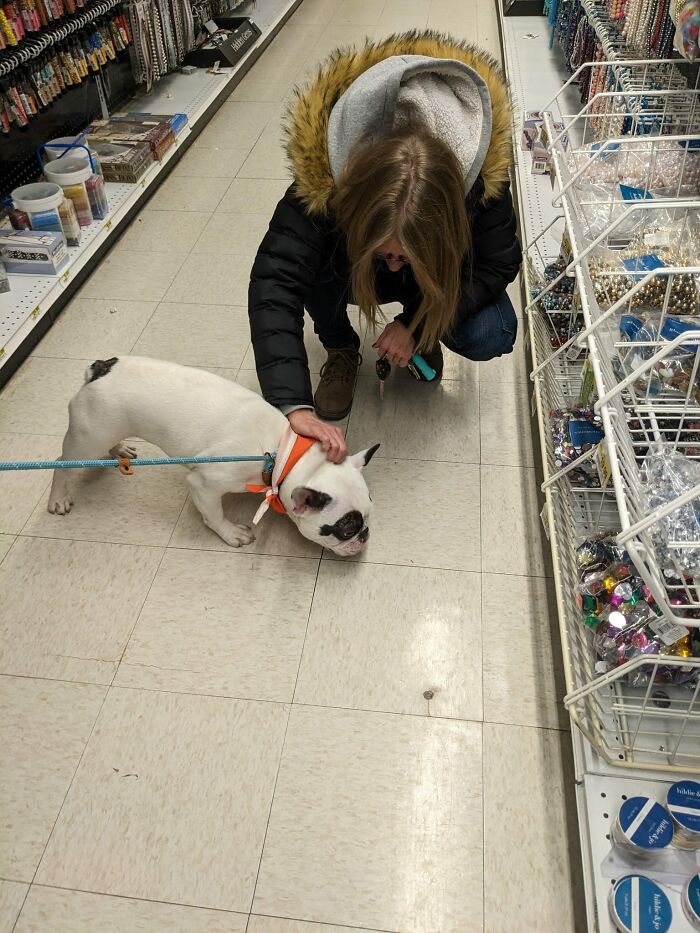 Animal Shelter Can't Say Much Good About This French Bulldog So They Make Up A Great Post Exposing His Shortcomings In Detail