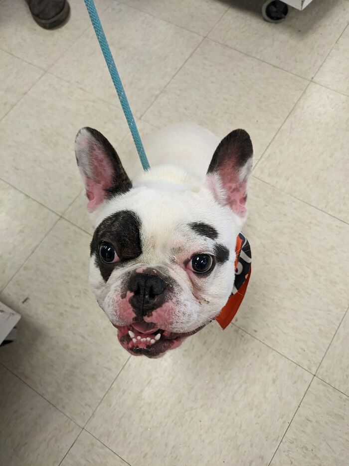 Animal Shelter Can't Say Much Good About This French Bulldog So They Make Up A Great Post Exposing His Shortcomings In Detail