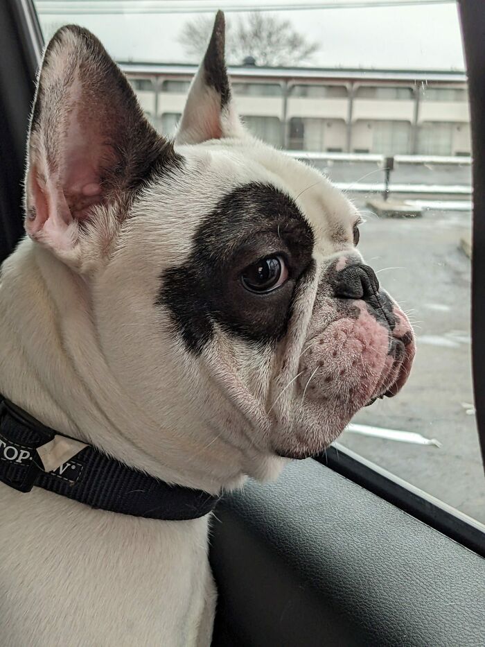 Animal Shelter Can't Say Much Good About This French Bulldog So They Make Up A Great Post Exposing His Shortcomings In Detail