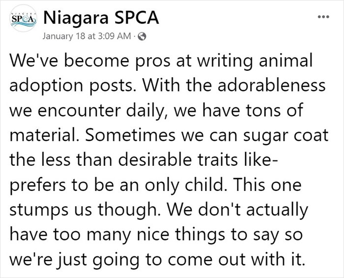 Animal Shelter Can't Say Much Good About This French Bulldog So They Make Up A Great Post Exposing His Shortcomings In Detail