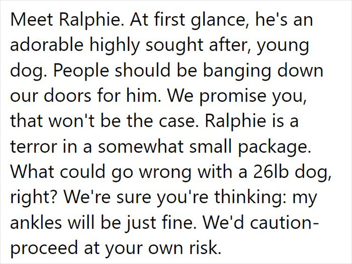 Animal Shelter Can't Say Much Good About This French Bulldog So They Make Up A Great Post Exposing His Shortcomings In Detail