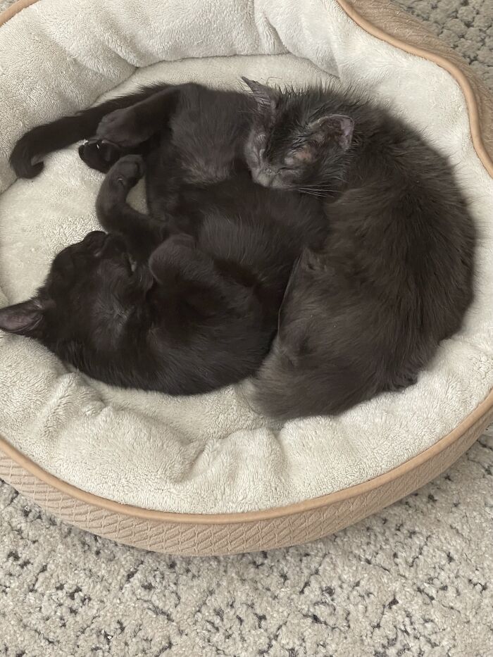 Loki (Left) And Lola. Adopted Both From The Shelter. They Are Not Related But Are Best Buddies