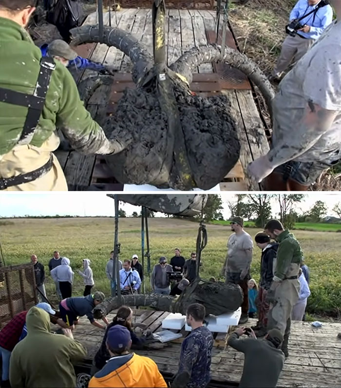 The Incredibly Well Preserved Skull Of A Woolly Mammoth Found On A Michigan Farm