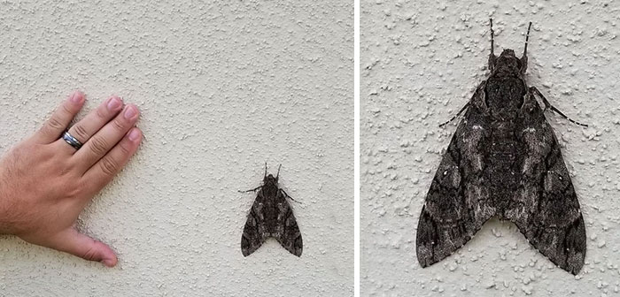 Found This Big Fella Outside Of My Job This Morning