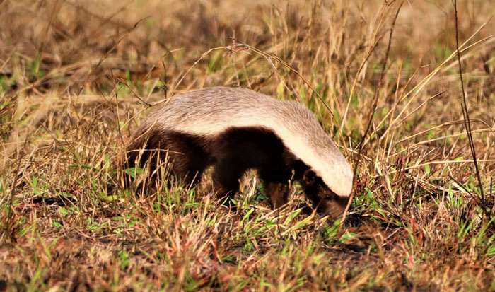 Badger walking through dry grass in natural habitat, one of the toughest animals in the world known for its resilience.