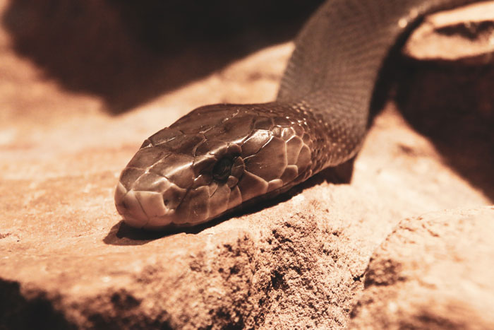 Close up of a black mamba snake on rocky surface showcasing one of the toughest animals in the world.