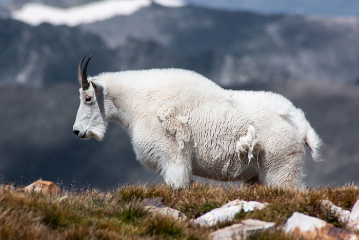 Mountain goat standing on rocky terrain with a snowy mountain backdrop, an example of the toughest animals in the world.