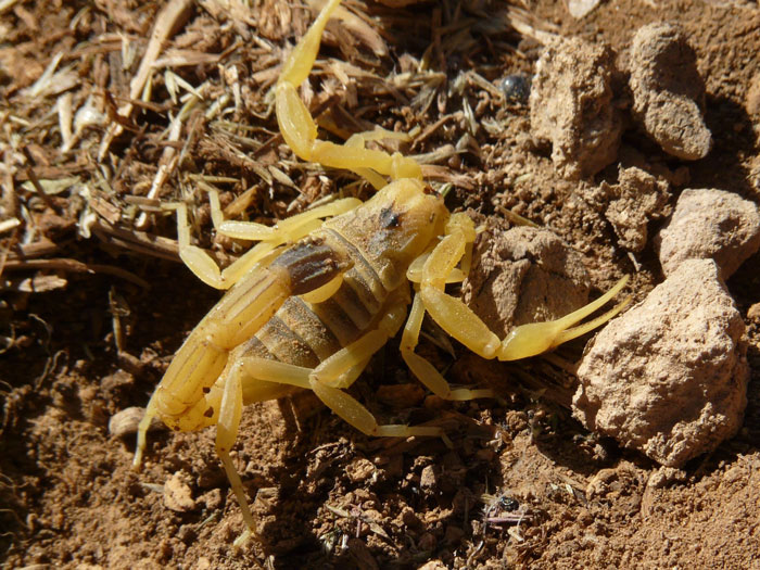 Yellow desert scorpion crawling on dry rocky soil, demonstrating one of the toughest animals in the world.