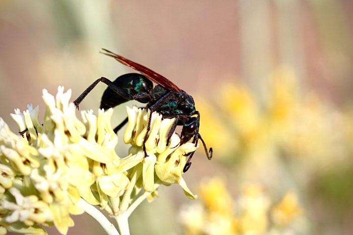 Close-up of a tough animal perched on a pale yellow flower, showcasing one of the toughest animals in the world.