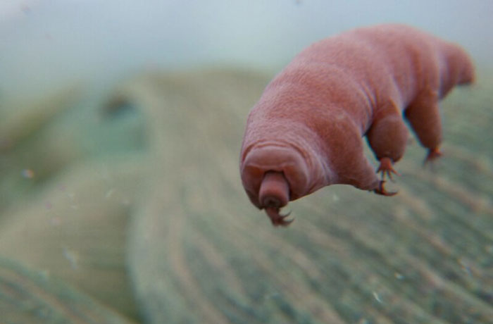 Close-up of a pink tardigrade, one of the toughest animals in the world, on a blurred natural surface background