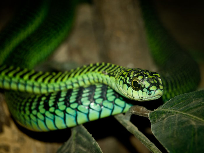 Close-up of a vibrant green snake resting on branches, showcasing one of the toughest animals in the world.