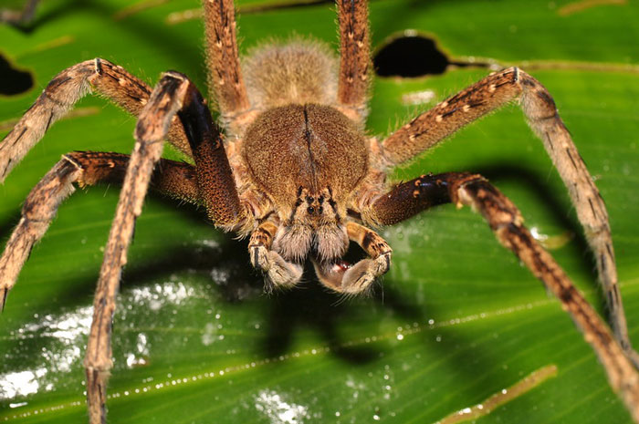 Close-up of a tough spider on a green leaf, showcasing one of the toughest animals in the world in its natural habitat.