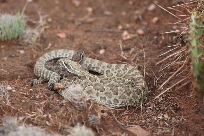 Rattlesnake coiled on dry soil near a cactus illustrating one of the toughest animals in the world in its natural habitat.