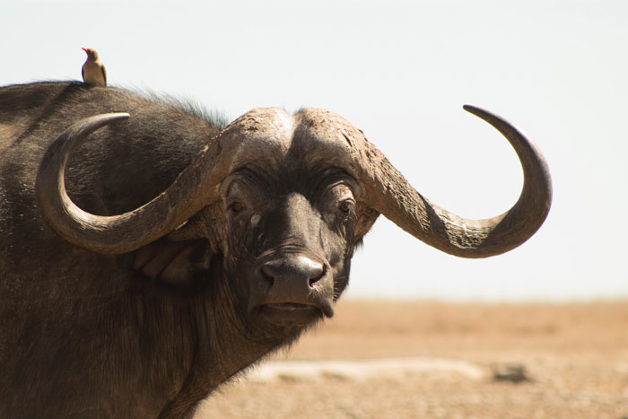 Close-up of a tough African buffalo with large curved horns standing in a dry landscape, symbolizing tough animals in the world.