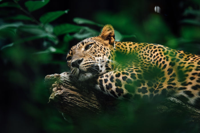 Leopard resting on a tree branch surrounded by dense foliage, showcasing one of the toughest animals in the world.