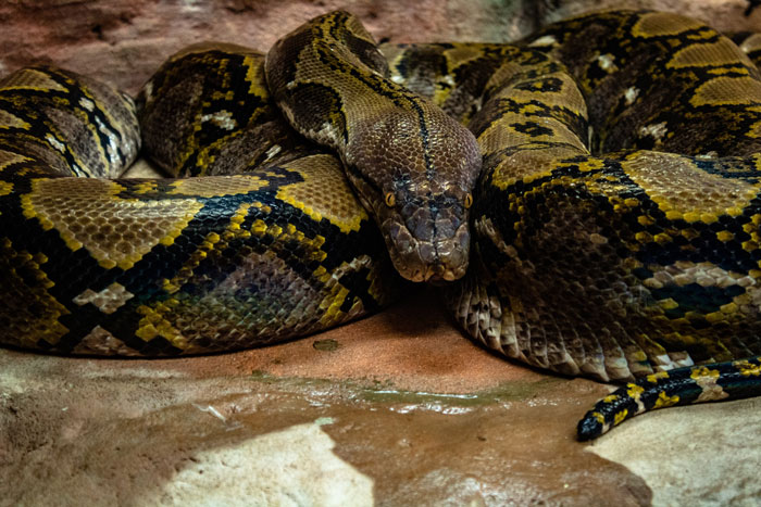 Close-up of a large python coiled on the ground showcasing one of the toughest animals in the world.