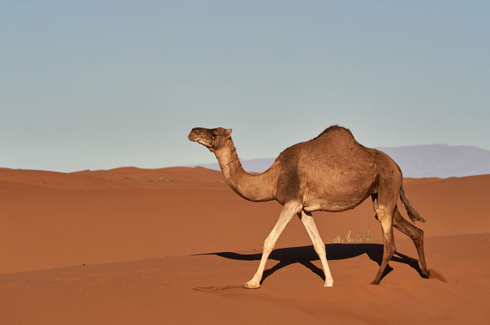 Camel walking across desert sand under clear sky, showcasing one of the toughest animals in the world.