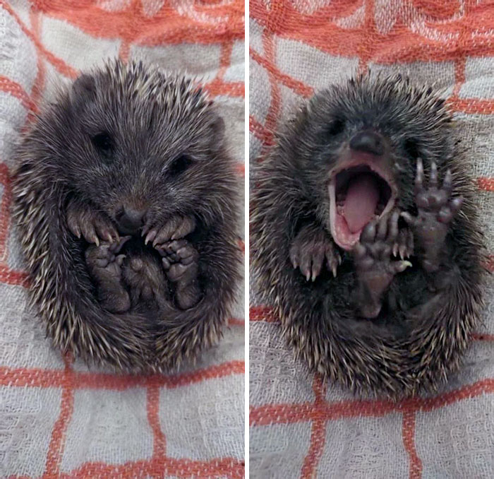 Found Him Wandering Next To My House