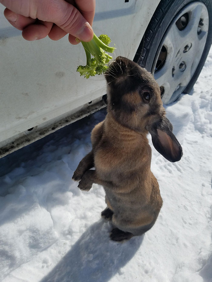 Encontré a este tipo debajo de mi coche esta mañana. Pasé unos 10 minutos dándole de comer zanahorias y brócoli...